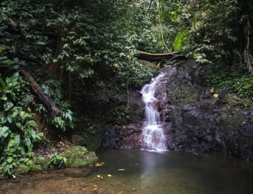 Jungle Walks & Nature Trails in the Heart of Chocó