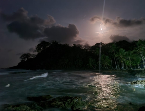 Night Jungle Hike: Explore the Hidden World After Dark